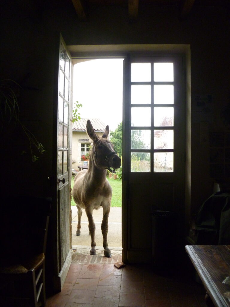 pedro, 15 years old donkey